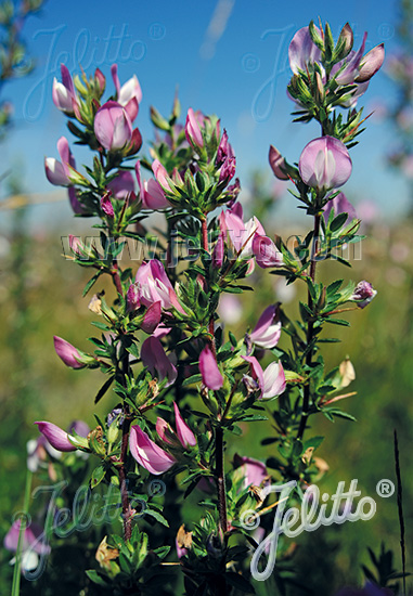 <p>tövises iglice</p>