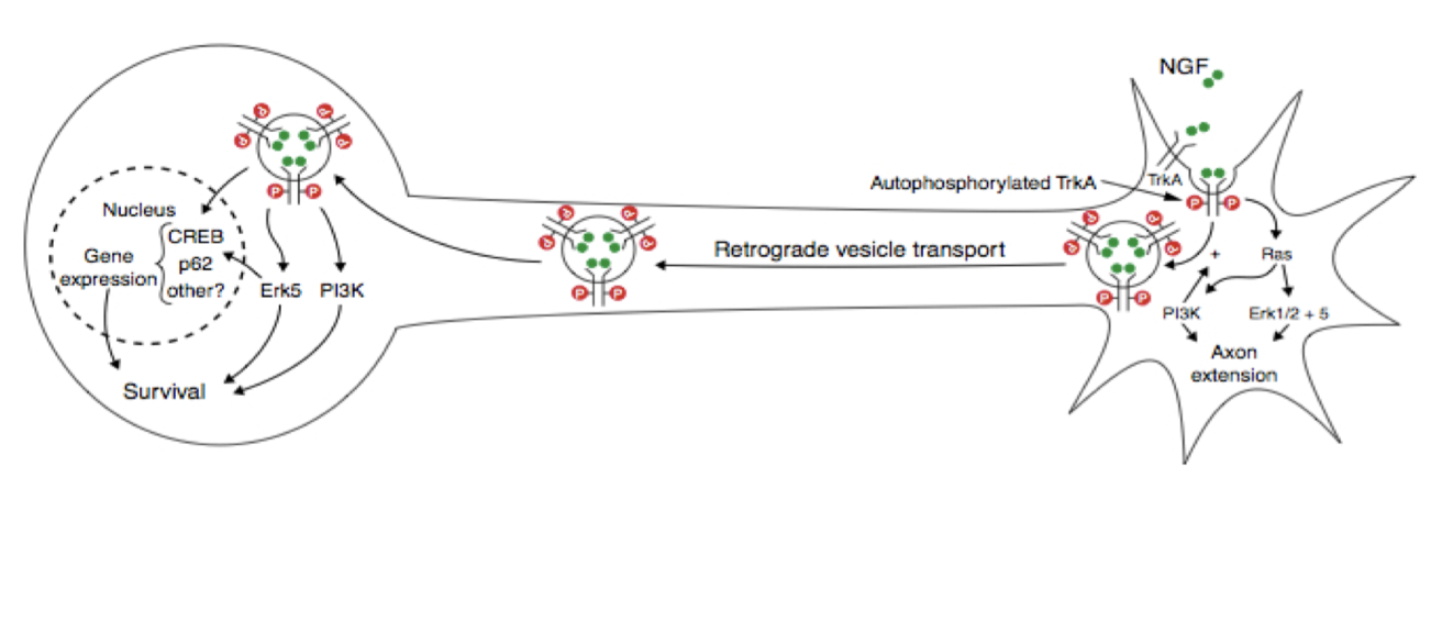 <p>NGF binds RTK at axon terminals, and you need to transport it back to the nucleus to control gene expression.</p><ul><li><p>RTKs are first internalized, then retrogradely transported to cell body via signaling endosomes</p><ul><li><p>Binding of trophic factor keep receptor catalytically active.</p></li></ul></li></ul><p></p>