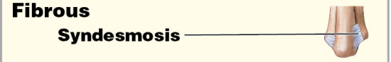 Syndesmosis