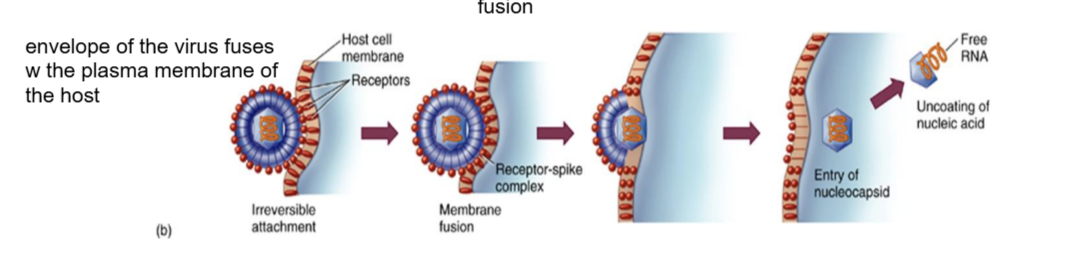 <p>fusion w/ the cell’s membrane</p>