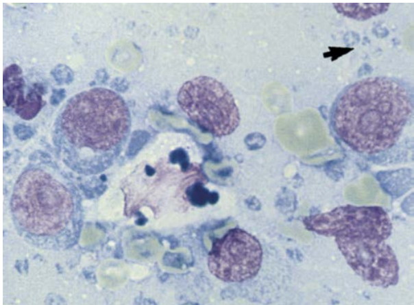 term image