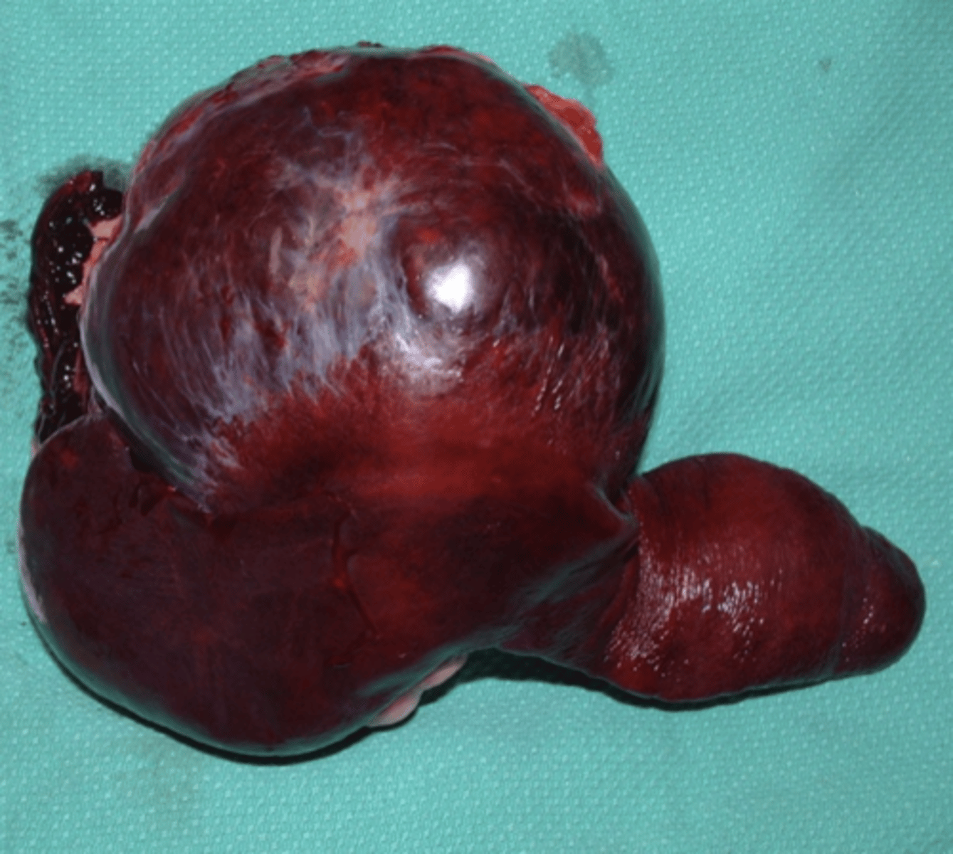 <p>it causes the release of factor X</p><p>this is common in german shepherds</p>