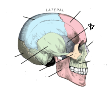 <p>what skull bone is the star pointing to</p>