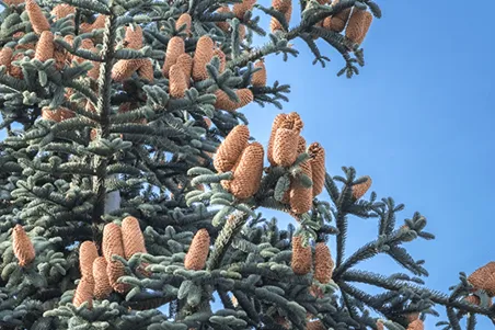 <p><strong>Fir (<em>Abies spp.</em>)</strong></p><ul><li><p class="">Needles: soft, flat, not easily rolled</p></li><li><p class="">White lines (stomata) on underside</p></li><li><p class="">Needles come off <em>without</em> bark</p></li><li><p class="">Cones stand upright, disintegrate on tree</p></li></ul><p></p>