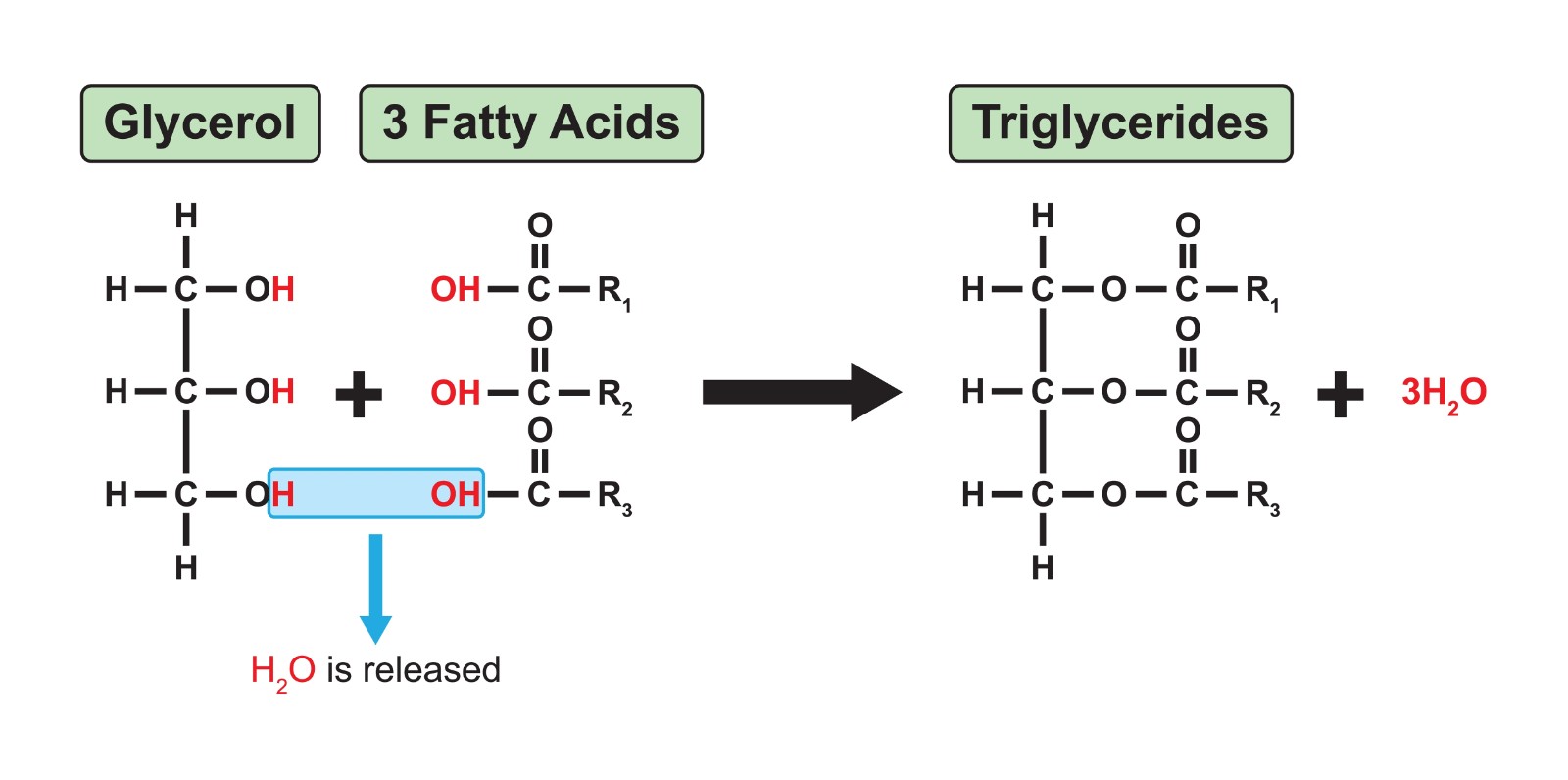 <ul><li><p>1 glycerol + THREE fatty acids&nbsp;</p></li><li><p>condensation reaction where X3 H2O lost</p></li><li><p>3 ester bonds formed</p></li></ul><p></p>