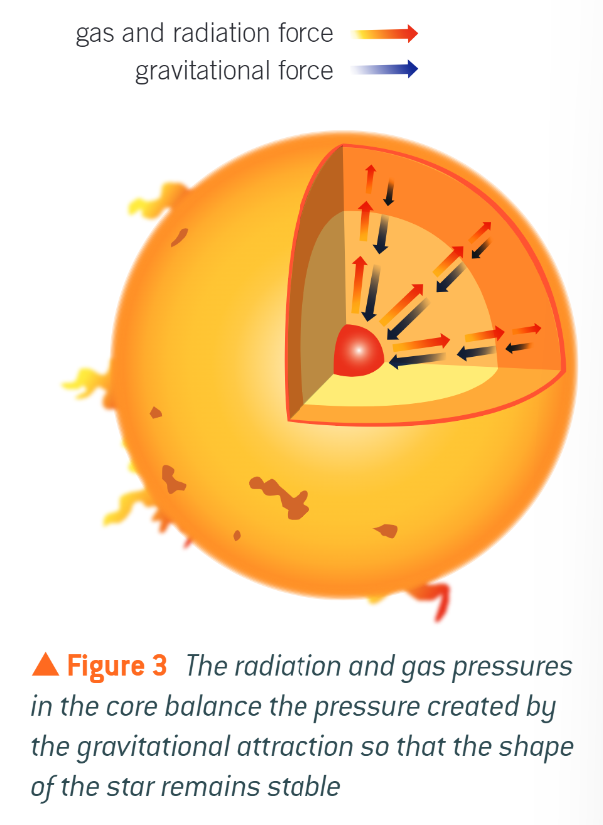 <ul><li><p>gravitational forces act to compress the star, but the radiation pressure from the photons emitted during fusion and the gas pressure from the nuclei in the core push outwards </p></li></ul><p></p>