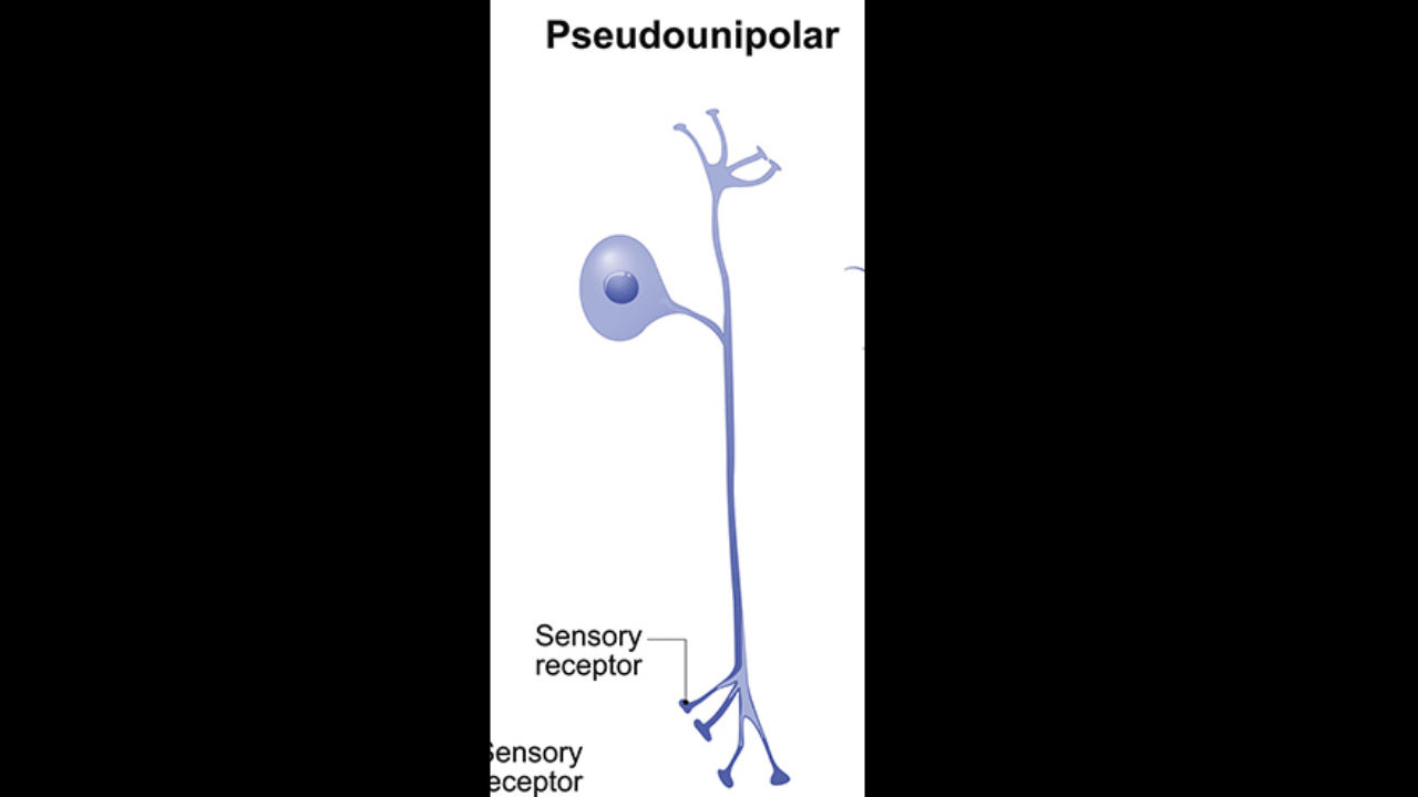 <p>Unipolar neuron </p>