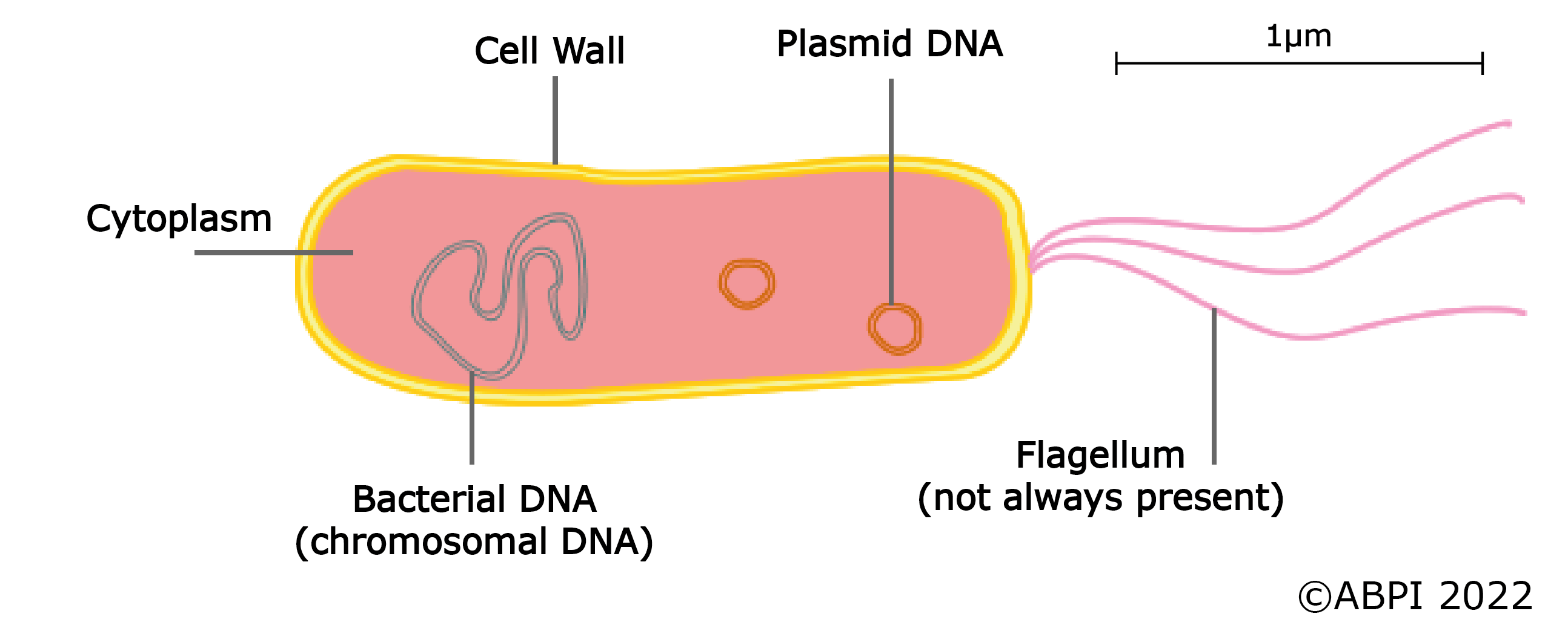 <ul><li><p>unicellular prokaryotes</p></li><li><p>lack organelles</p></li><li><p>DNA is free in the cytoplasm (no nuclear membrane)</p></li><li><p>1 um in size (1 millionth of a metre)</p></li></ul><p></p>