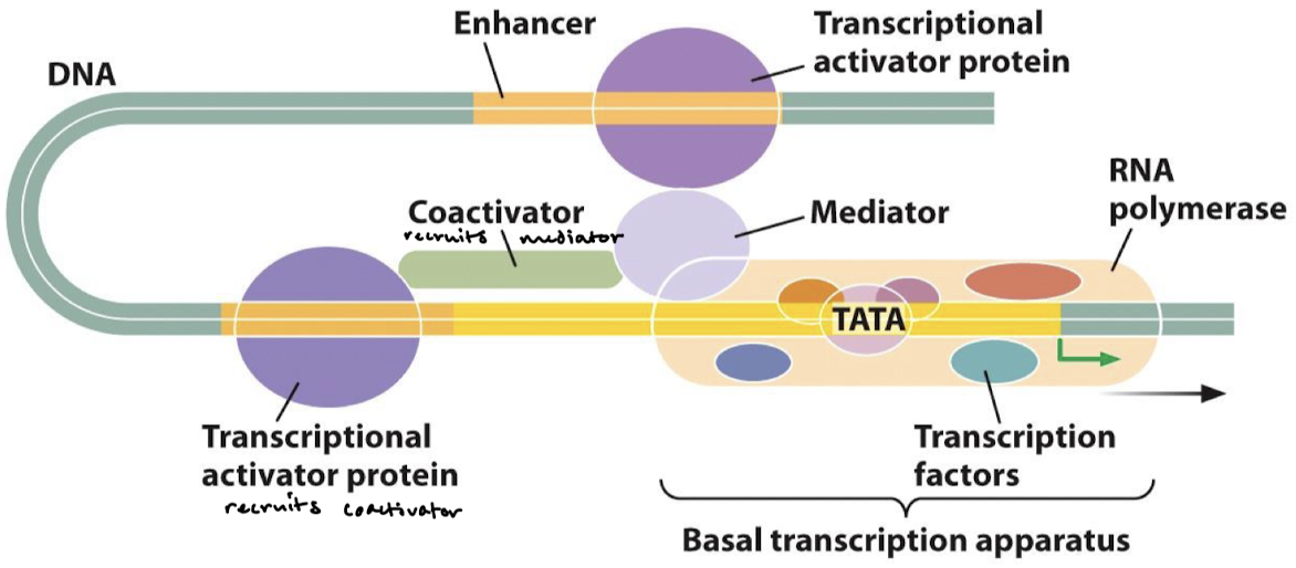 <p>Initiates transcription at a low frequency.</p>