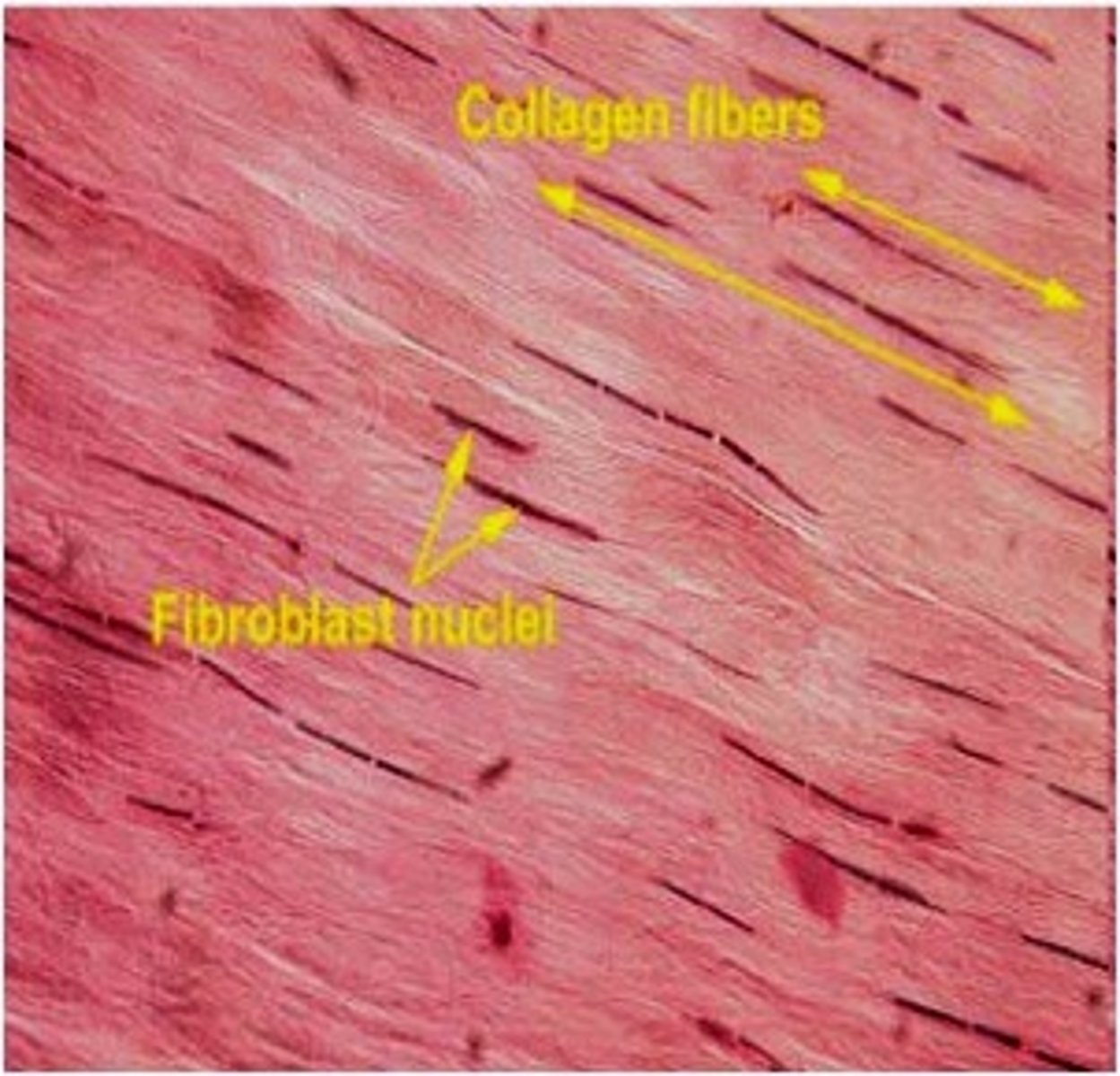 <p>Most common fixed cell</p><p>Large star-shaped cell</p><p>Secrete fibers into extracellular matrix</p>