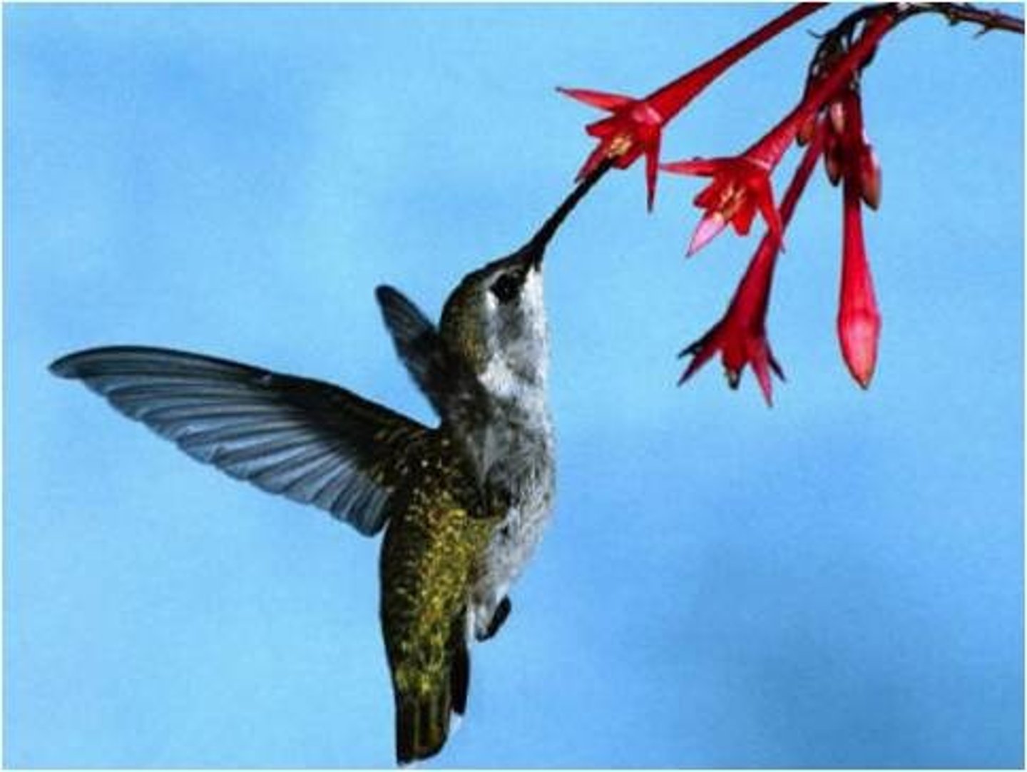 <p>The evolution of two or more interdependent species, each adapting to changes in the other (Ex: between insects and the flowers that they pollinate)</p>