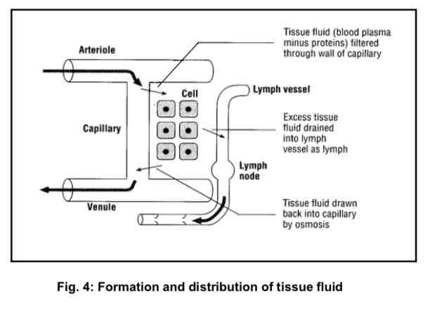 <ul><li><p>the immediate environment surrounding cells of multicellular organisms is the extracellular fluid. In mammals → tissue fluid</p></li><li><p>tissue fluid fills the space between cells (intercellular spaces) → formed when the higher blood pressure at the arterial ends of the capillaries forces blood plasma out of the capillaries</p><ul><li><p>tissue fluid = blood plasma minus proteins</p></li><li><p>it provides cells with the medium in which they live</p></li></ul></li></ul>