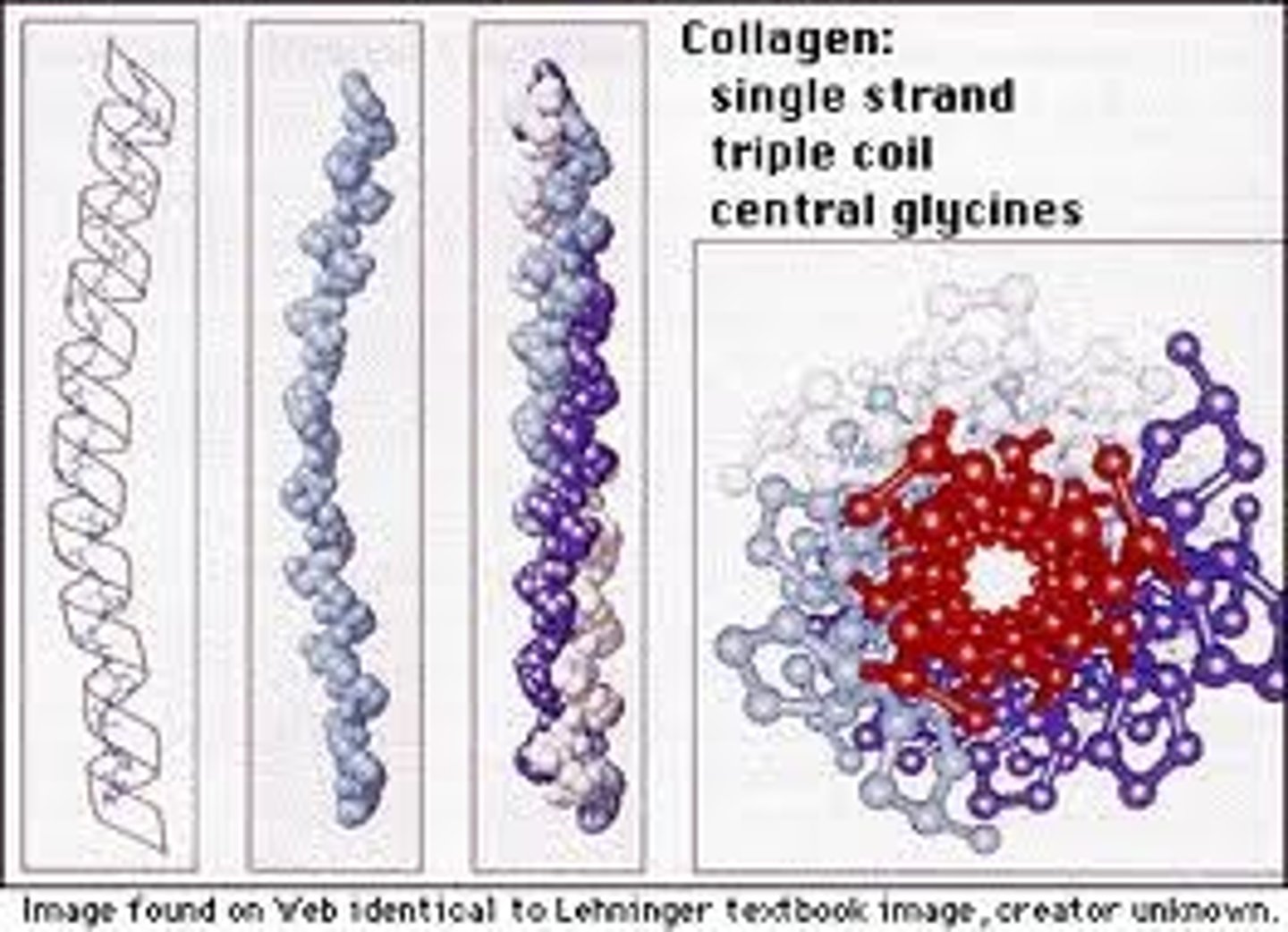 <p>A strong protein which can provide strength and/or flexibility found in animal tissue.</p>