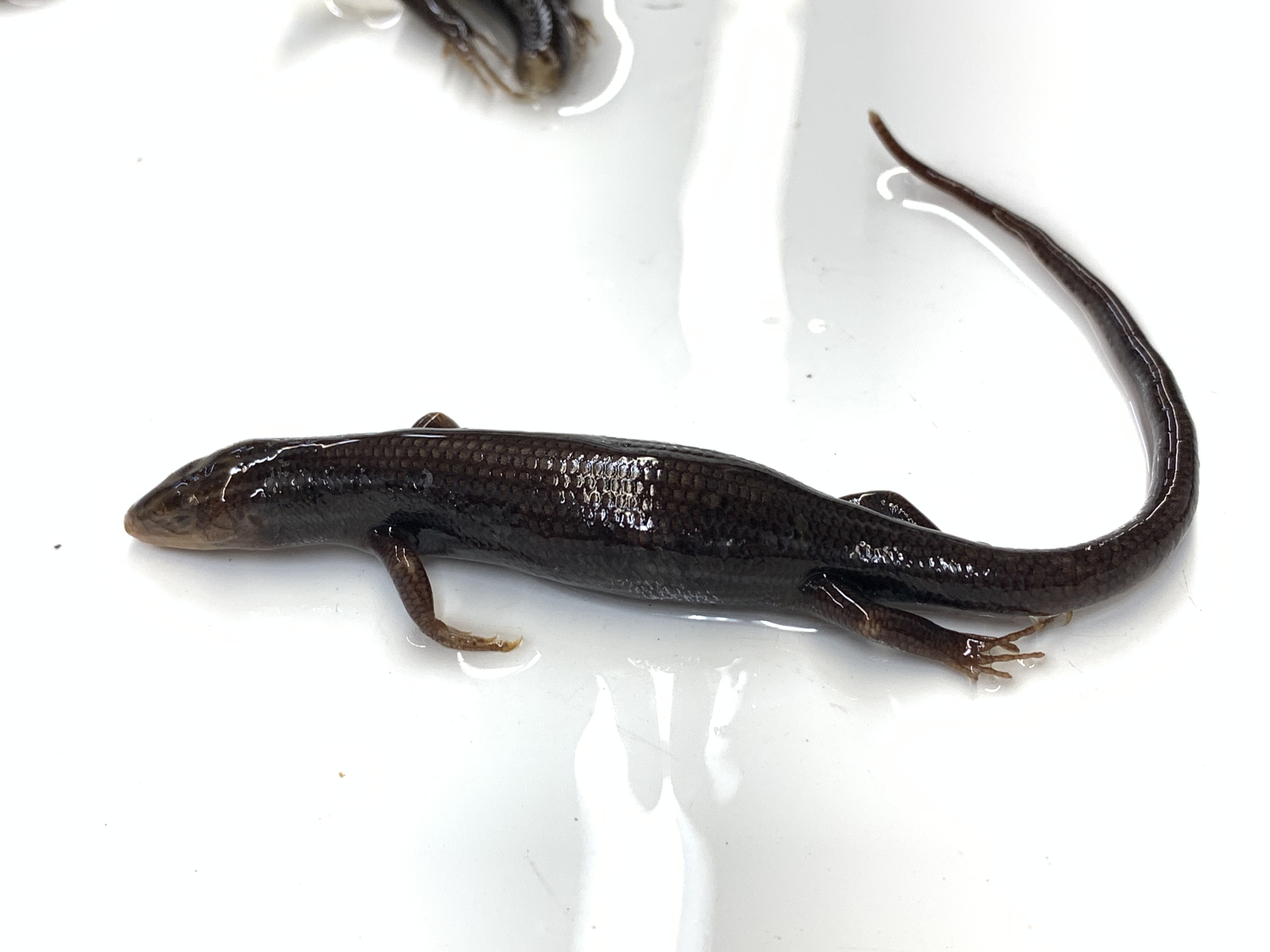 Clade, Family, Genus sp. 