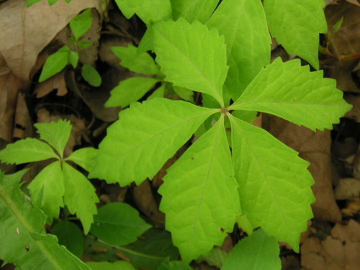 <p>Vitaceae Parthenocissus quinquefolia</p>