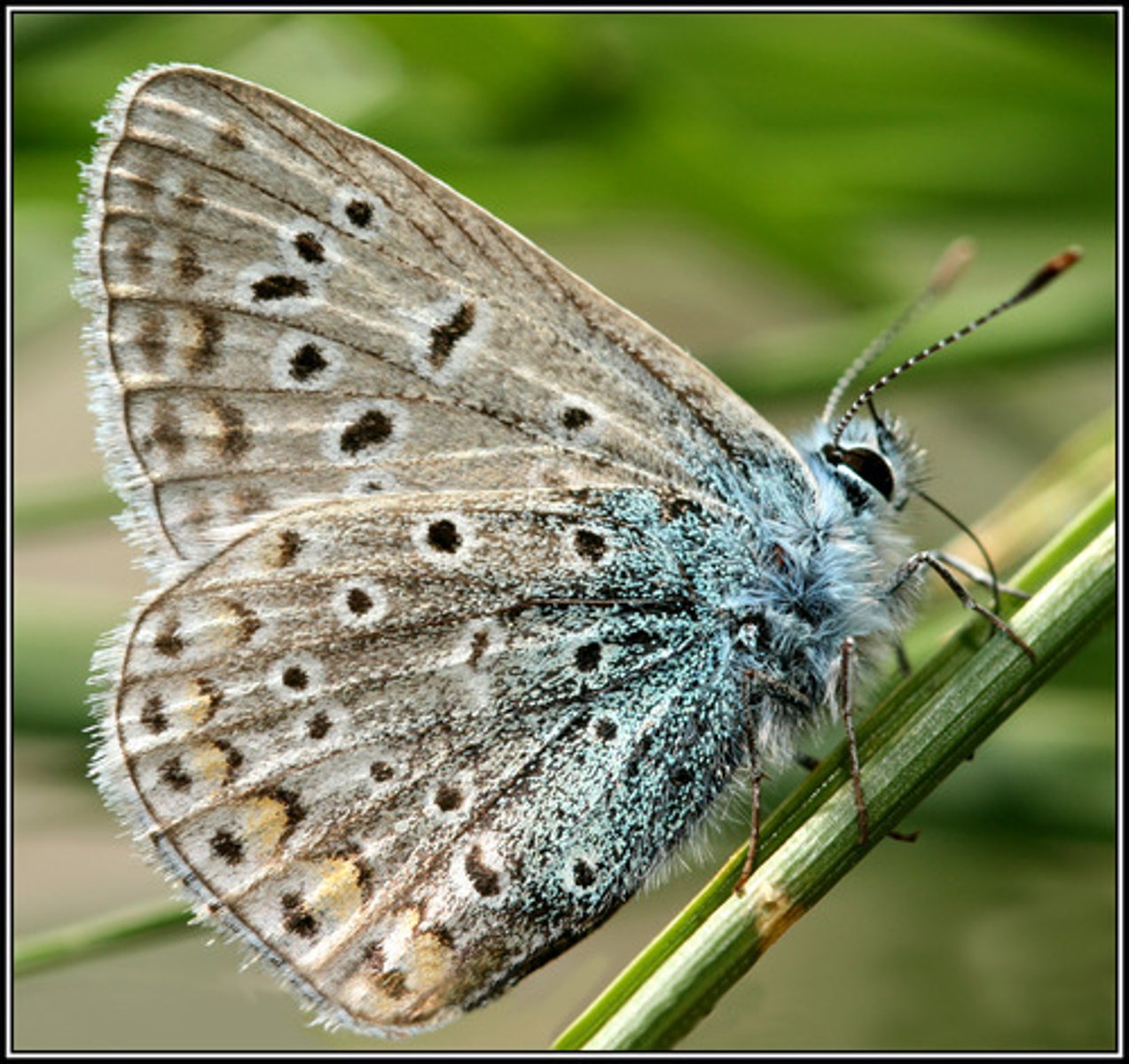 <p>eat plants or insects, myrenecophily relationship w/ ants (mutualistic, parasitic or predatory), brightly colored w/ projections on HW, females-normal legs, males-smaller legs w/ no claws, wings held tightly together over back</p>