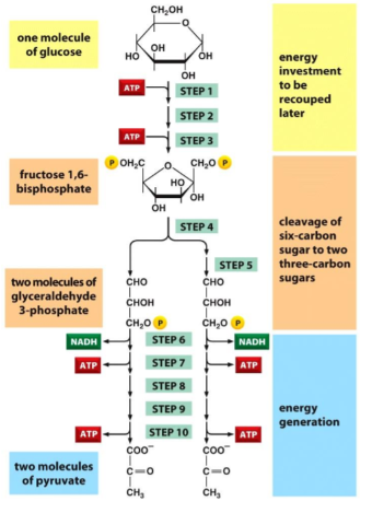 <ul><li><p>glucose → <mark data-color="#d62cf7" style="background-color: rgb(214, 44, 247); color: inherit;">2 pyruvate,</mark> 2 ATP, 2 NADH</p></li><li><p>2 ATP generated</p></li><li><p>O<sub>2 </sub>not needed but can be used</p></li><li><p>happens in cytoplasm </p></li></ul><p></p>