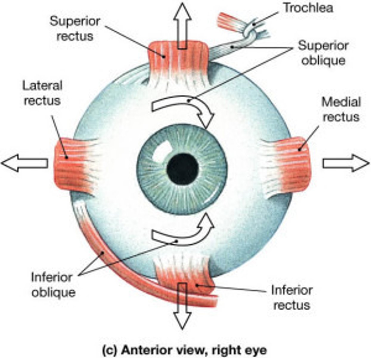 <p>abducts, depresses and internally (intorsion) rotates the eye</p>