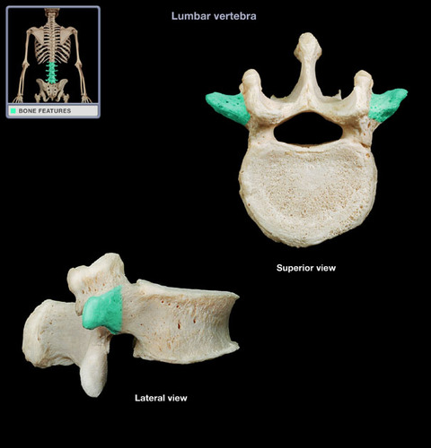a small bony projection off the right and left side of each vertebrae
