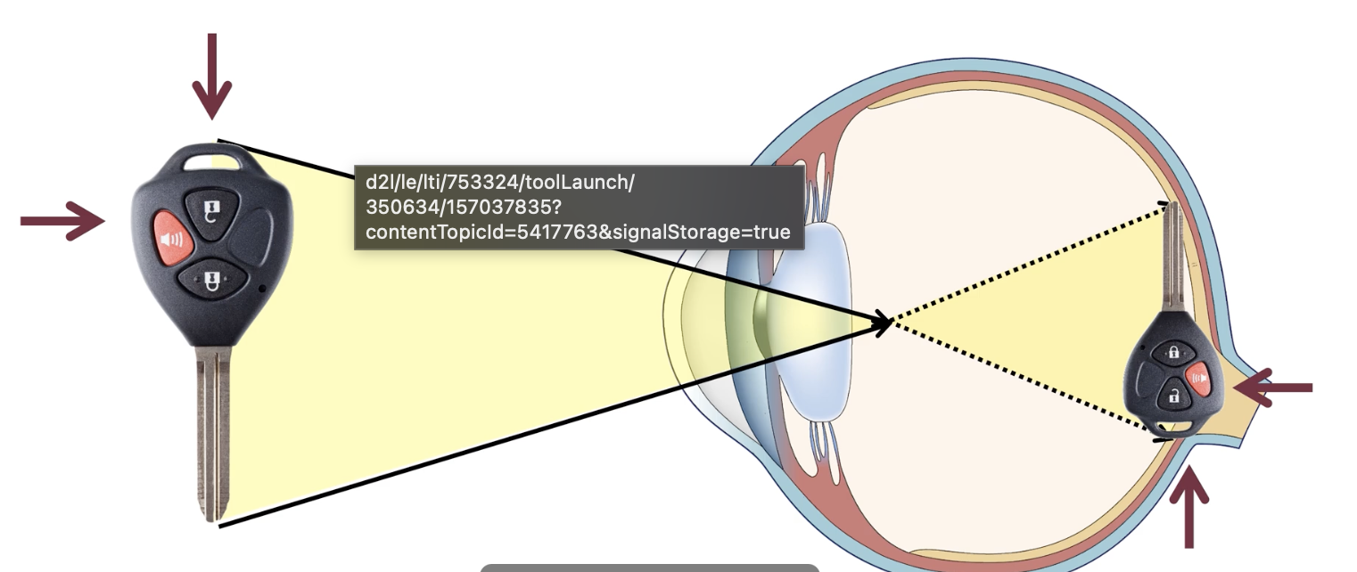 <p>final focusing of light onto retina</p><p>~20% of focusing</p><p>curvature flips &amp; reverses image</p>