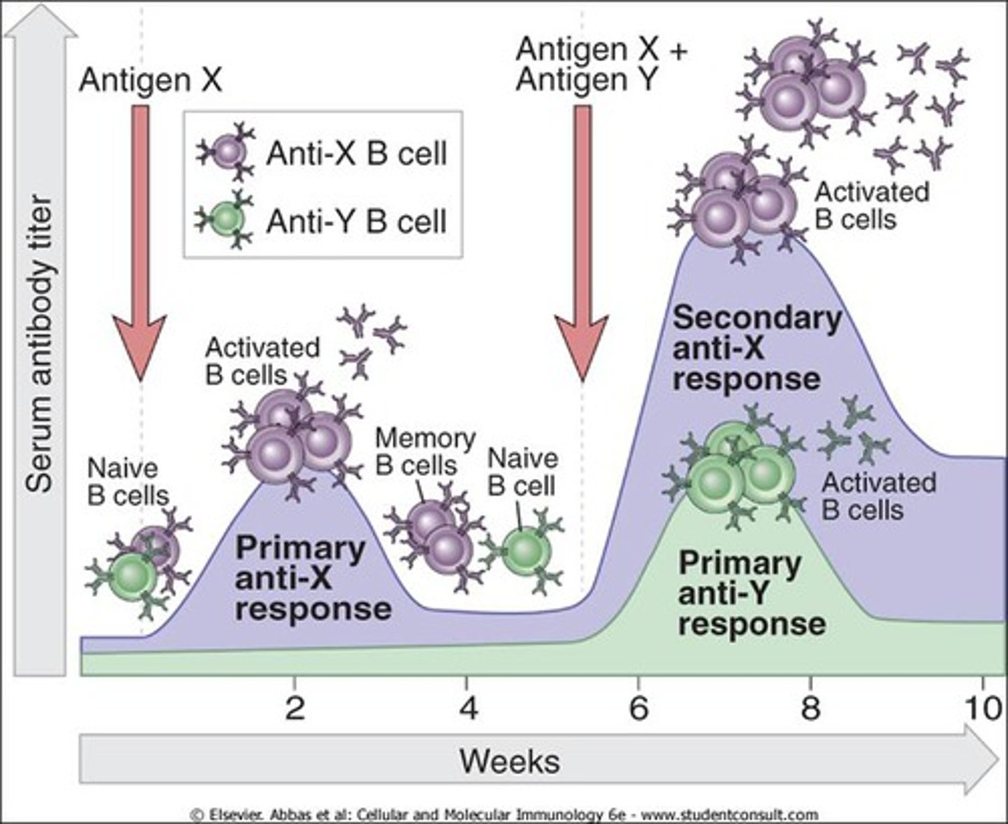 <p>Initial immune response to a particular antigen (Part of this is that plasma cells produce large quantities of antibody and then die).</p>