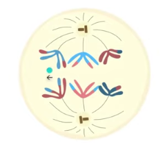 <p>homologous chromosomes are separated and are pulled toward poles, sister chromatids remain attached</p>
