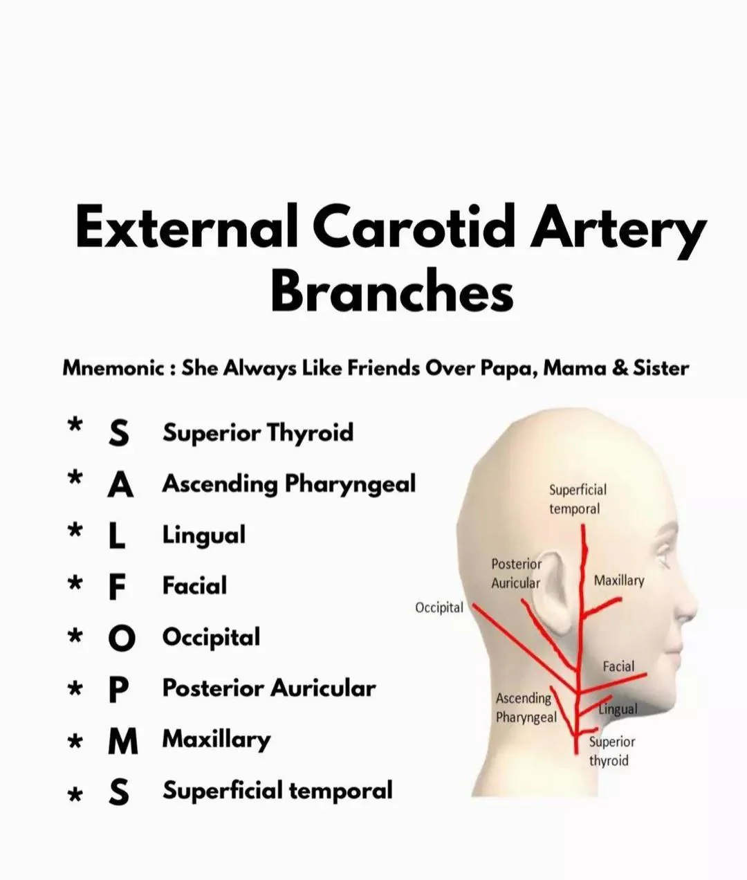<p>External carotid artery gives off the following branches from its anterior surface:</p><p>A. <strong>superior thyroid a.</strong></p><p>B. <strong>lingual aa.</strong></p><p>C.<strong> facial aa.</strong></p>