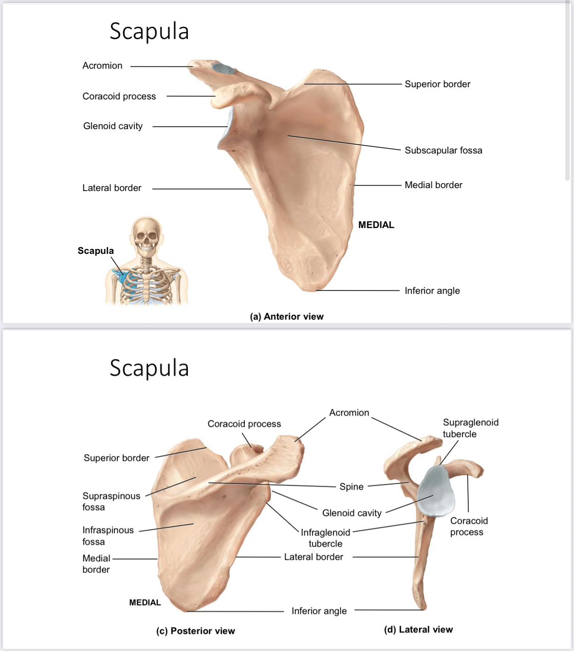 <p>Scapula: spine of scapula</p>