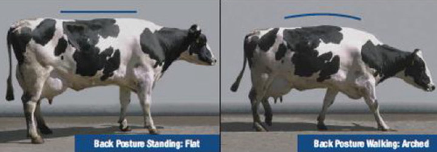 <p>This cow stands with a flat back, arching when walking. It is only mildly lame with a slightly abnormal gait. What is the locomotion score?</p>