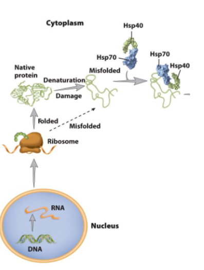 <ul><li><p><strong>Increase efficiency of protein folding.</strong></p></li><li><p><strong>Reduce the probability of competing reactions such as<br>aggregation.</strong></p></li><li><p><strong>Heat-shock proteins</strong> promote protein folding and aid in the destruction of misfolded protein.</p><ul><li><p>e.g. Hsp40, Hsp70, Hsp90</p></li></ul></li></ul><p></p>