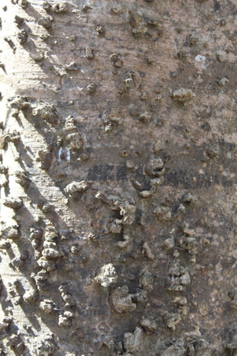 <p>what is the name of the tree whose bark is pictured here?</p>