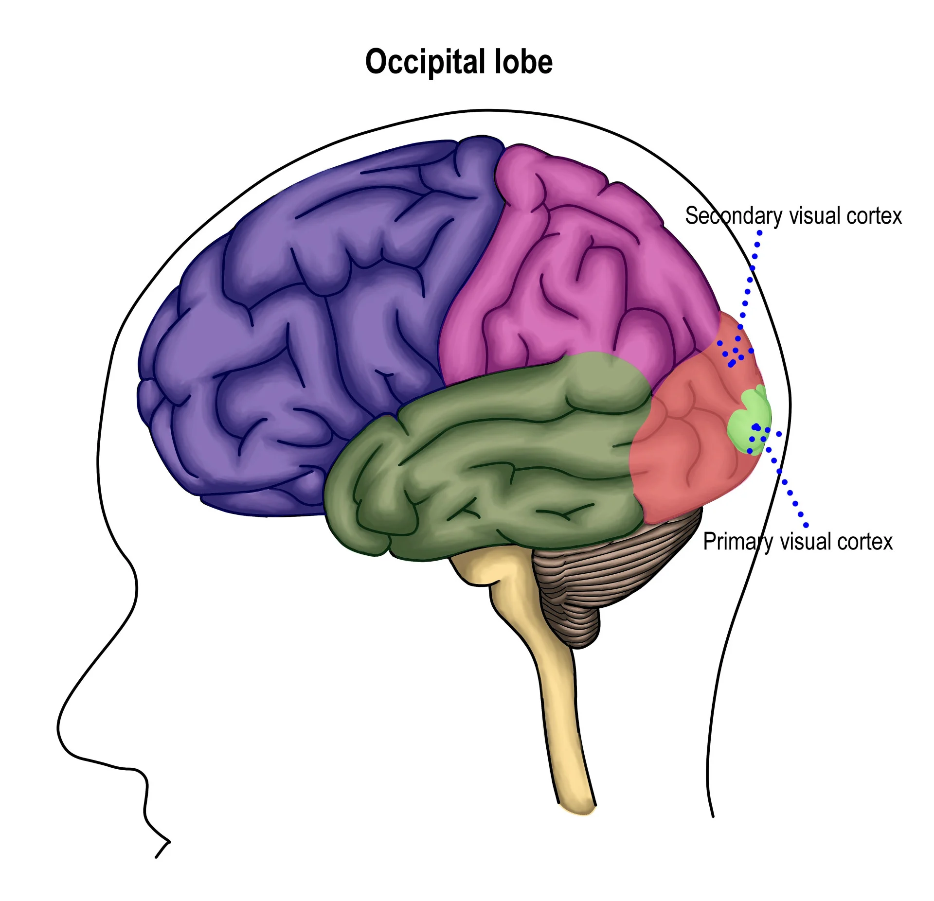 <ol><li><p>primary visual cortex</p></li><li><p>visual association area</p></li></ol><p></p>