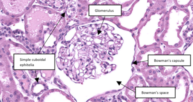 <p>What organ specimen is shown in this slide?</p>