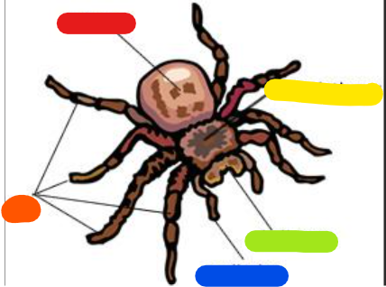 <p>What is the orange?</p>