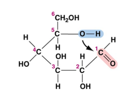 <p>Macromolecule</p>