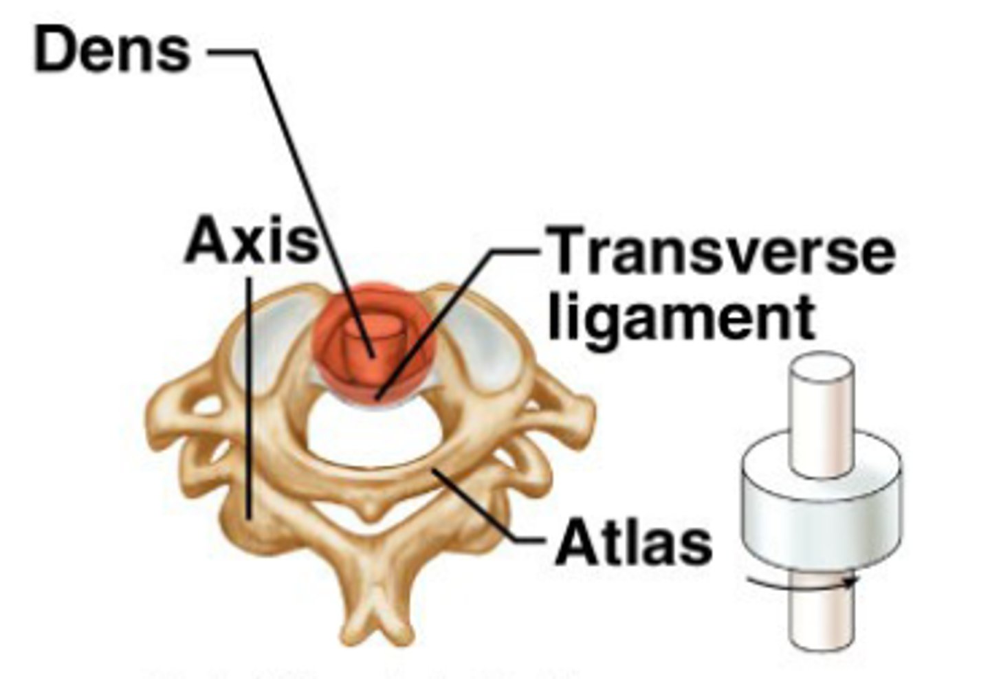 <p>neck and head</p>