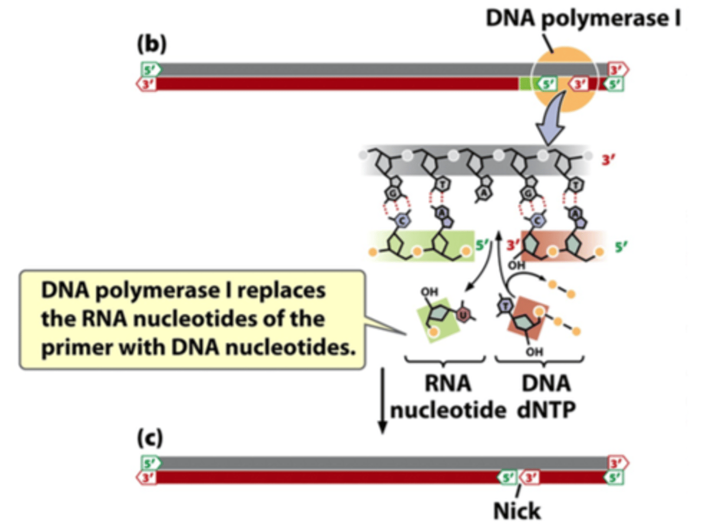 <p>replace RNA nucleotides of primer with DNA nucleotides</p>