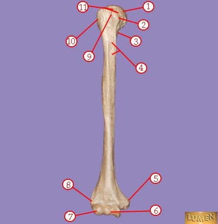 <p><span>Identify bone marking number 11.&nbsp; A ridge that encircles the whole bone.</span></p>