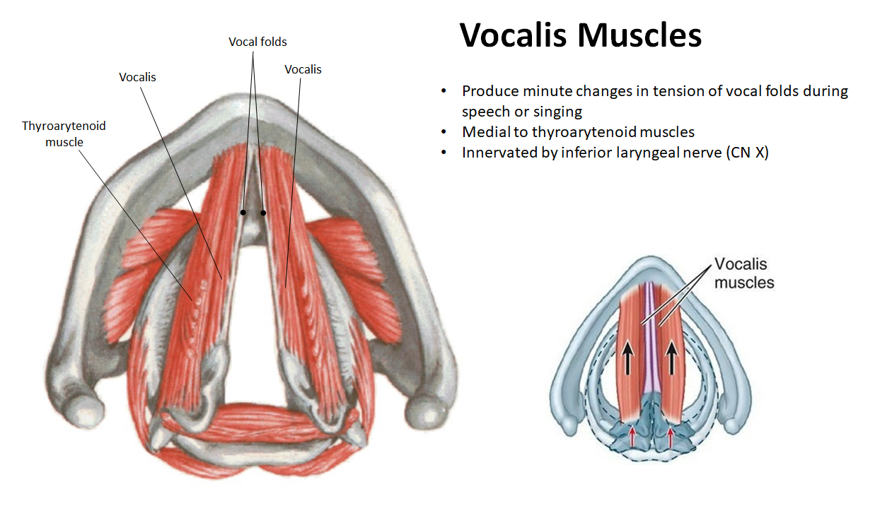 <ul><li><p><strong>Action</strong>: Fine-tunes <strong>vocal fold tension</strong> during speech and singing</p></li><li><p><strong>Innervation</strong>: <strong>Inferior laryngeal nerve</strong> (branch of <strong>CN X</strong>)</p></li></ul><p></p>