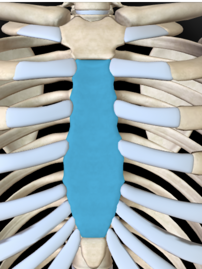 <p>Name this feature of the sternum</p>