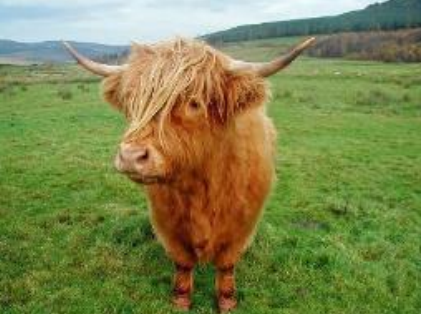 <p>What breed is this?</p>