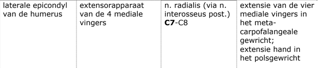 <p>oppervlakkige, rechte extensoren</p>