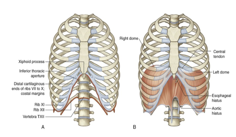 <ul><li><p>The anterior end of each rib (distal) —</p><ul><li><p>Composed of costal cartilage — contributes to mobility &amp; elasticity of the wall</p></li></ul></li><li><p>All ribs articulate with the vertebral column — however, only the costal cartilages of the upper 7 ribs (true ribs), articulate directioly with the sternum</p><ul><li><p>Remaining 5 pairs are called <em>false</em> ribs</p></li></ul></li></ul><p>Groups of ribs —</p><ul><li><p>Last 2 ribs – rib 11 &amp; 12 – called floating ribs</p><ul><li><p>We don’t have a connection with the anterior part of the sternum&nbsp;</p></li></ul></li><li><p>3 diff groups of ribs (2 main) –</p><ul><li><p>Vertebrosternal – 1-7</p></li><li><p>Vertebrochondral – 8-10</p></li><li><p>False ribs – 11 &amp; 12 (no connection with sternum, but fundamental for insertion of muscles of lumbar region ribcage</p></li></ul></li><li><p>(basically — 1-7 attach via costal cartilages to body of sternum, 8-10 attach via costal cartilages to bottom of body of sternum, 11 &amp; 12 don’t attach — floating)</p></li></ul><p>Nomenclature —</p><ul><li><p>The part of the ribs articulating with the thoracic vertebrae (in the spine) is called the proximal end &amp; the part articulating with the costal-cartilage/sternum is called the distal end</p></li></ul>