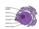 <p>the organelle that houses the DNA of a cell and is seen as a roundish organelle</p>