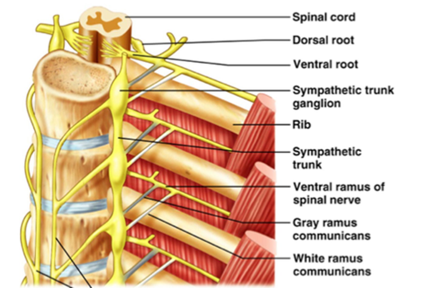 <p>Recognizable by their distinctive chain-like appearance parallel to the spinal cord. A lot of branching, which allows the control of multiple organs through fewer signals.</p>