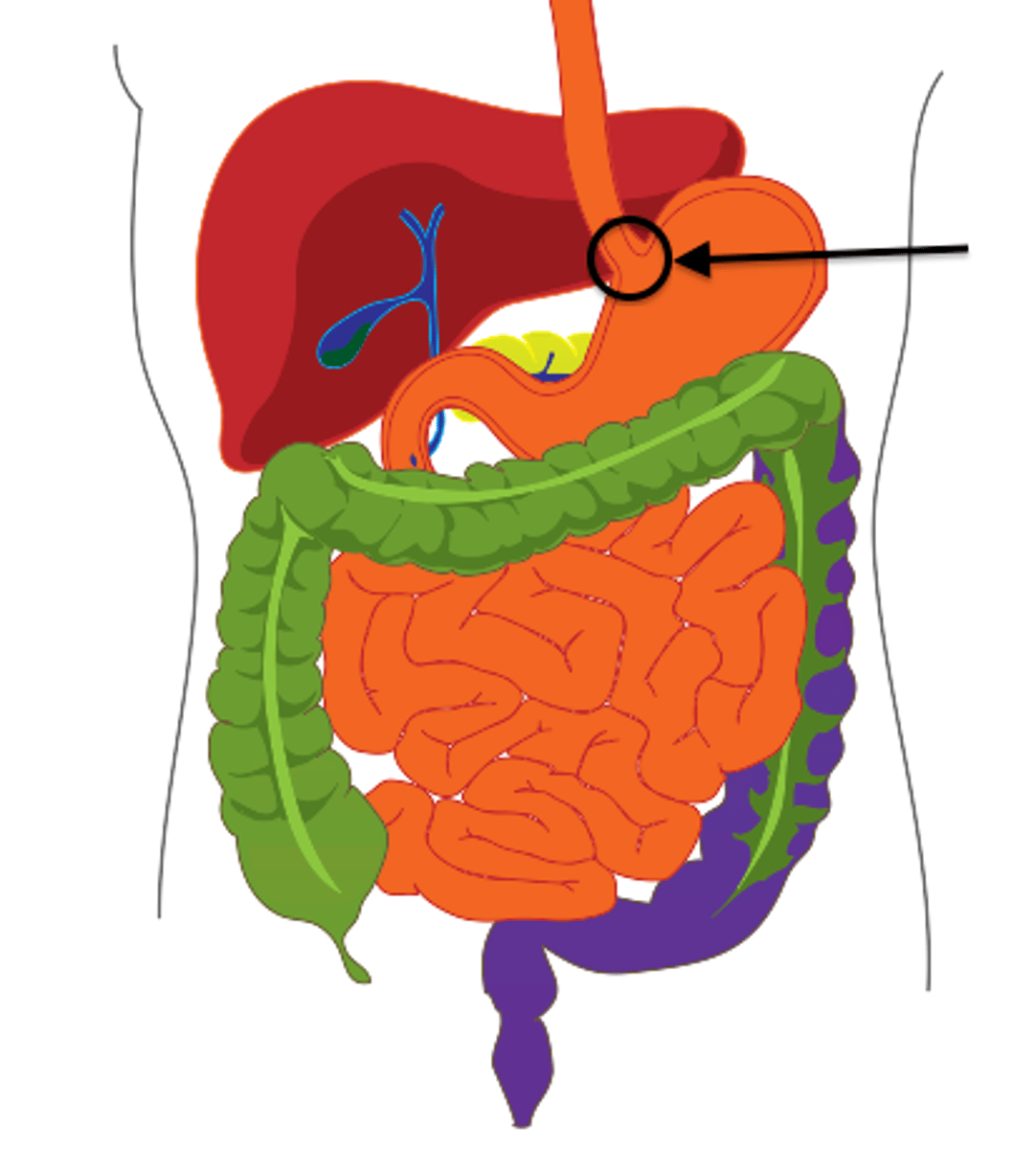 <p>cardiac sphincter</p>