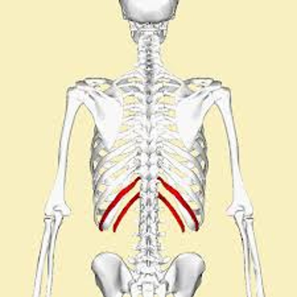 <p>last two pairs of ribs; do not attach to the sternum. Ribs 11-12</p>