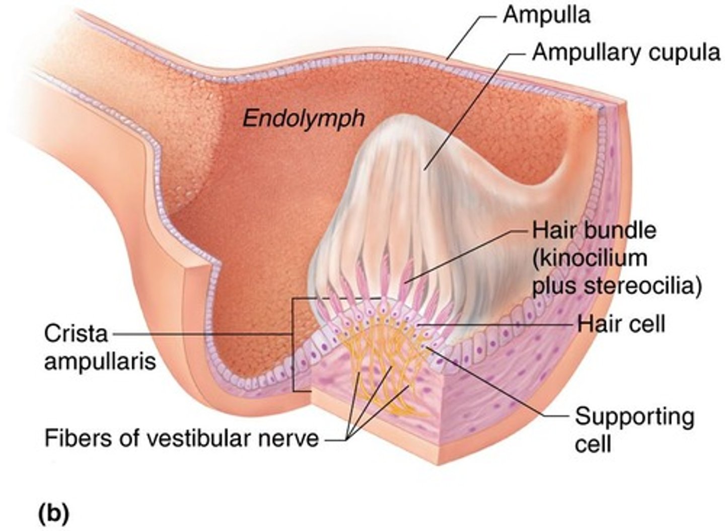 <p>Receptor region in ampulla of semicircular canals.</p>