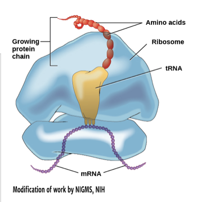 <ul><li><p>Make proteins</p></li><li><p>All prokaryotic and eukaryotic cells have ribosomes</p></li></ul>