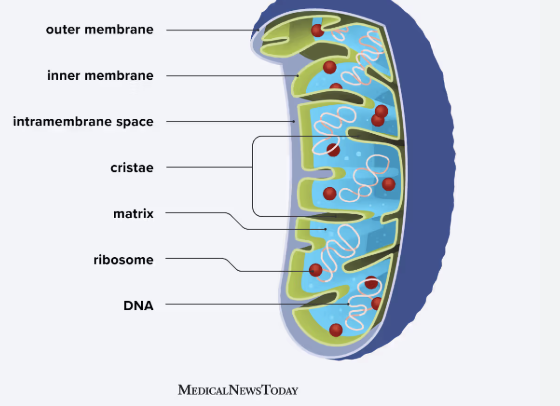 <p>surrounded by double membrane, generates ATP by oxidation of glucose and fatty acids </p>
